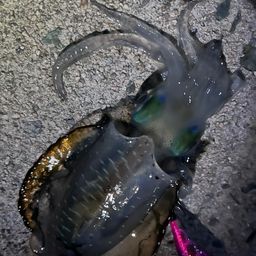 アオリイカ