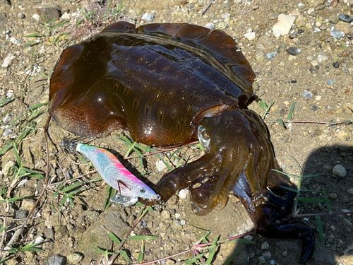 アオリイカの釣果