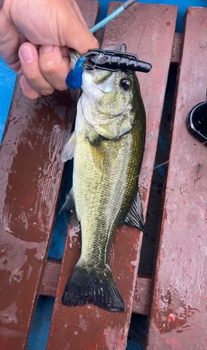 ブラックバスの釣果