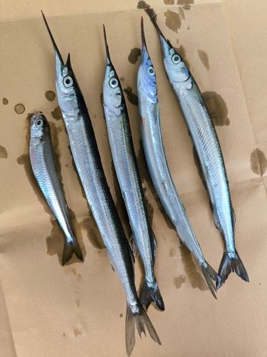 サヨリの釣果