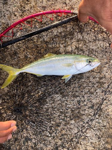 ツバスの釣果