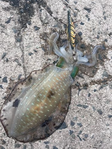 アオリイカの釣果