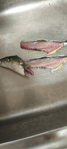 ワカシの釣果