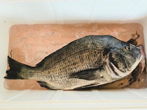 伊勢湾湾奥