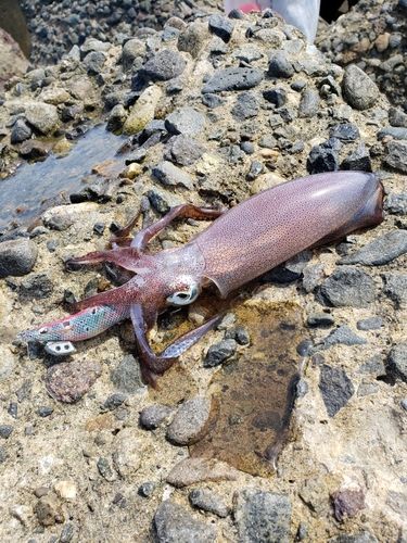 アオリイカの釣果