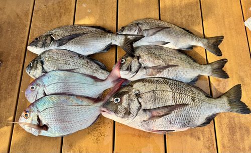 チヌの釣果