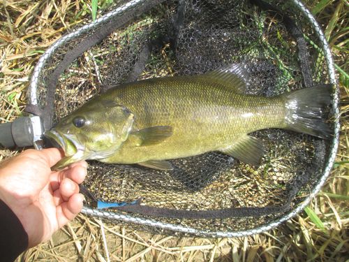 スモールマウスバスの釣果