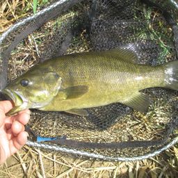 スモールマウスバス