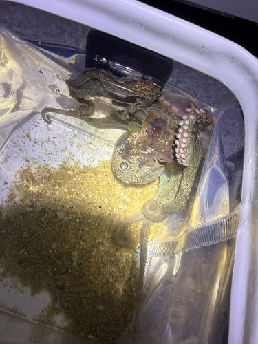 タコの釣果