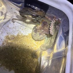 タコ