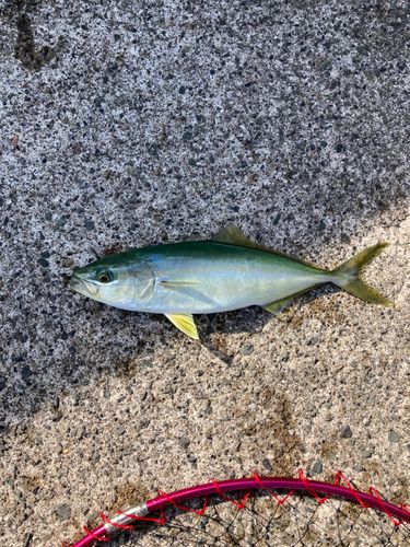 ツバスの釣果