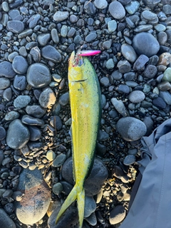 シイラの釣果