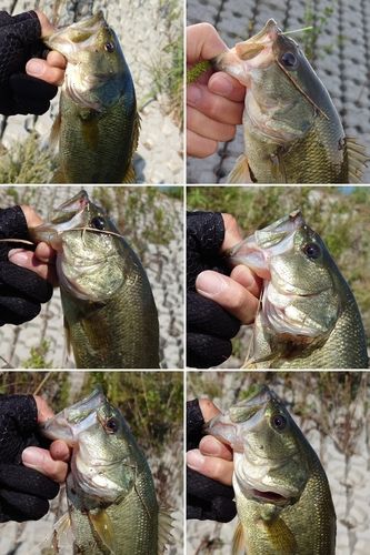 ブラックバスの釣果