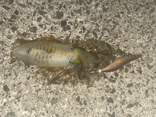 アオリイカの釣果