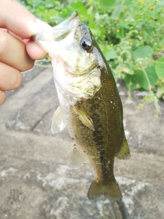 ラージマウスバスの釣果