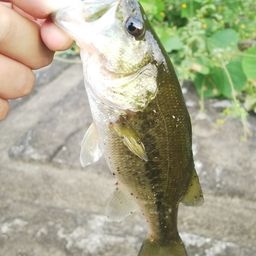 ラージマウスバス