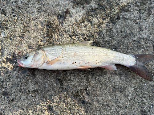 ウグイの釣果