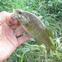 スモールマウスバス