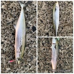 サゴシの釣果