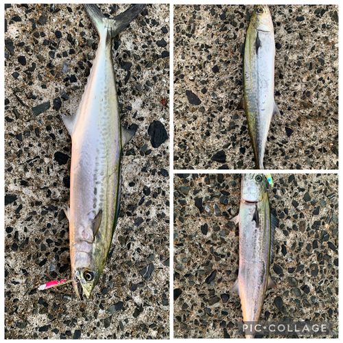 サゴシの釣果