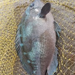 クチブトグレ