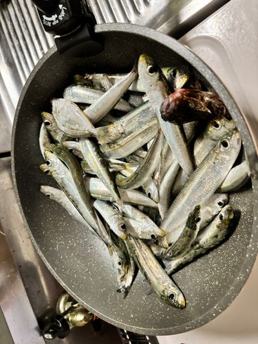 マイワシの釣果