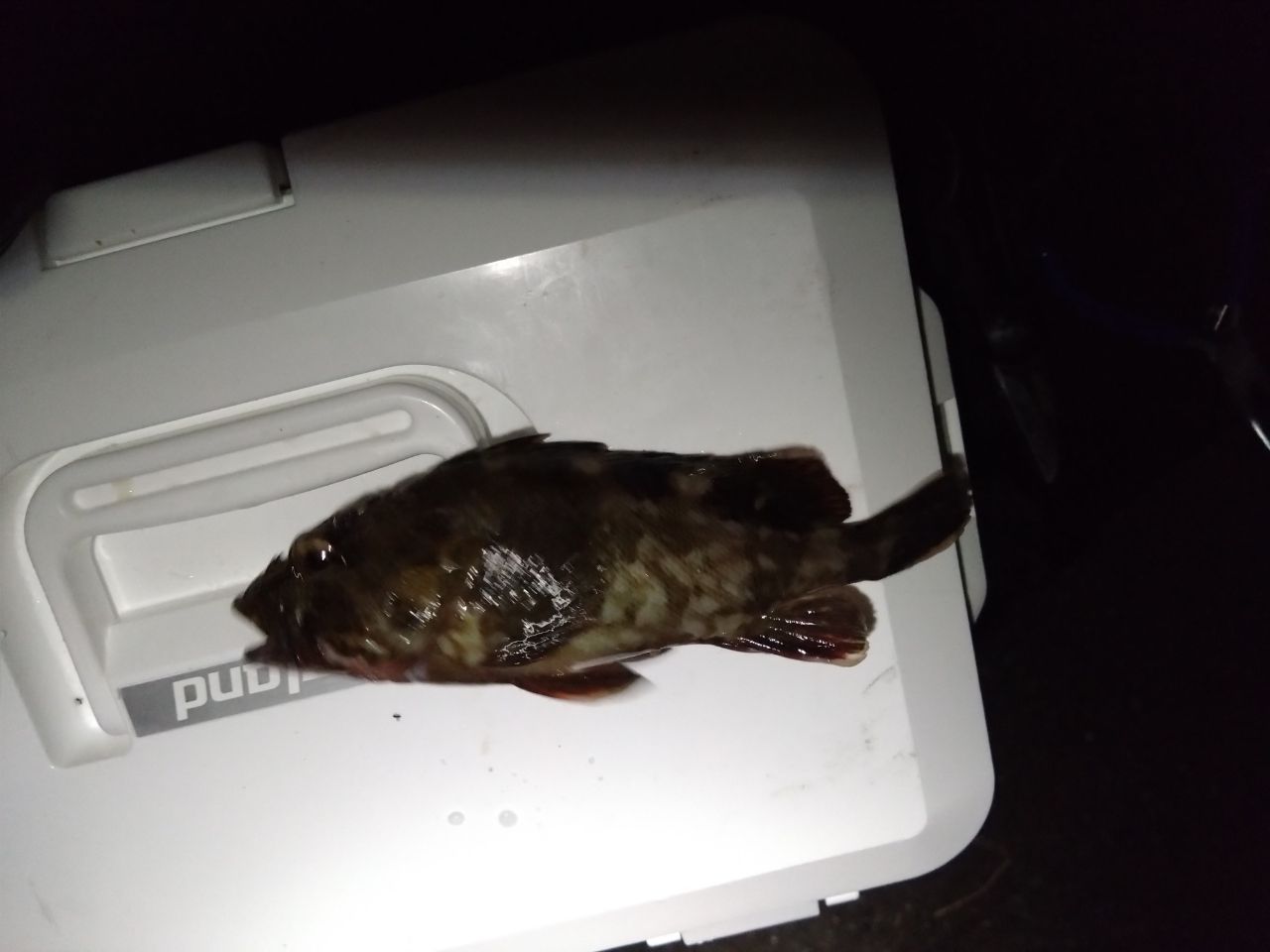 カサゴ