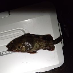カサゴ