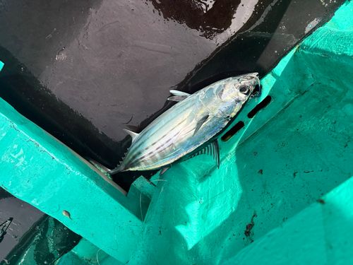 カツオの釣果