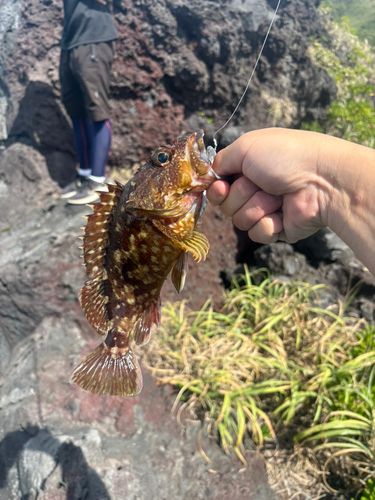 タカベの釣果