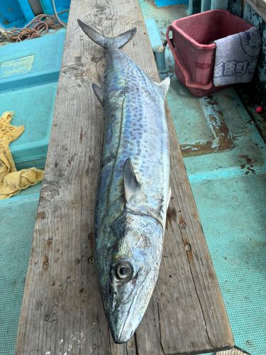 サワラの釣果