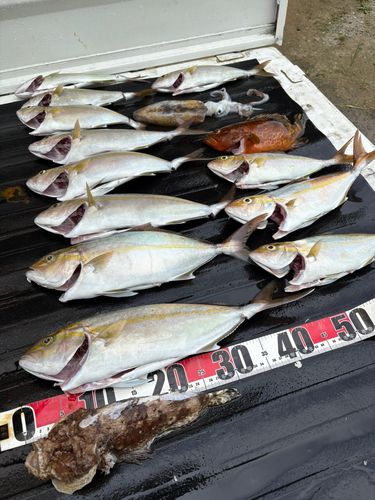 オニオコゼの釣果