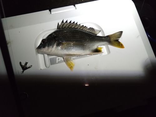 キビレの釣果