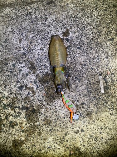 アオリイカの釣果