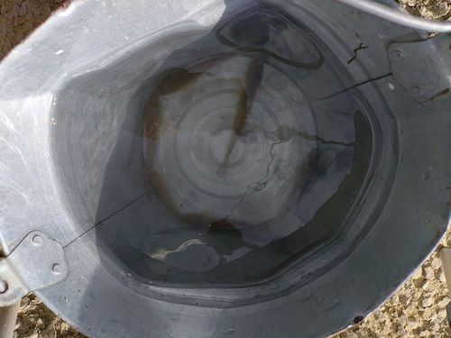 ハゼの釣果