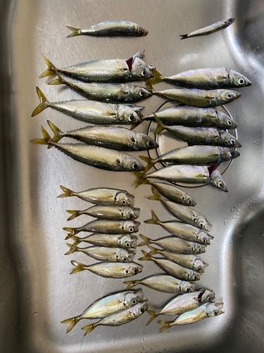 アジの釣果