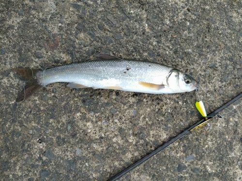 ウグイの釣果