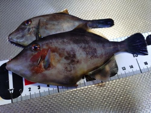 ウマヅラハギの釣果
