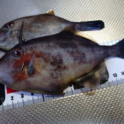 ウマヅラハギ