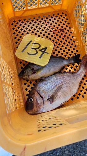 はさま浦釣り堀センター