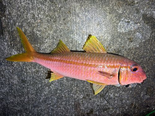 アカヒメジの釣果