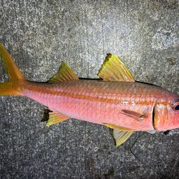アカヒメジ