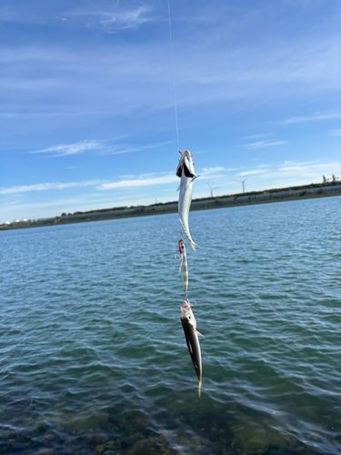 サバの釣果