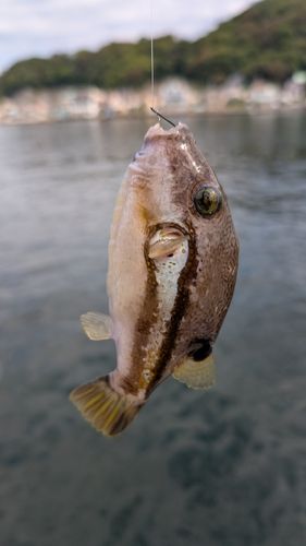 浦賀