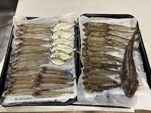 シロギスの釣果