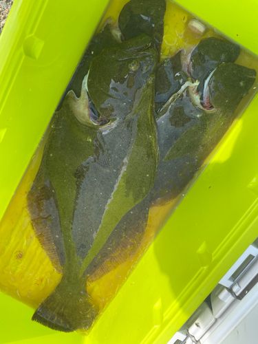 ソゲの釣果