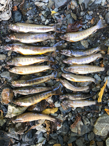 イワナの釣果