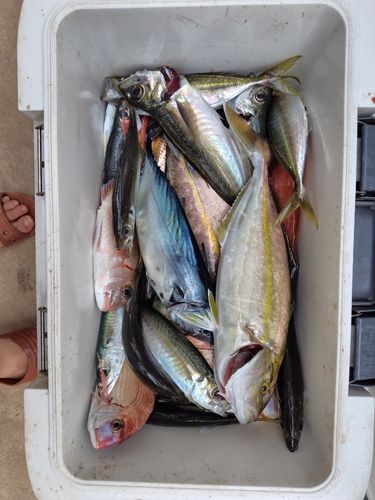 ショゴの釣果