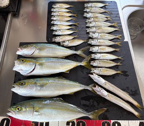 ワカシの釣果
