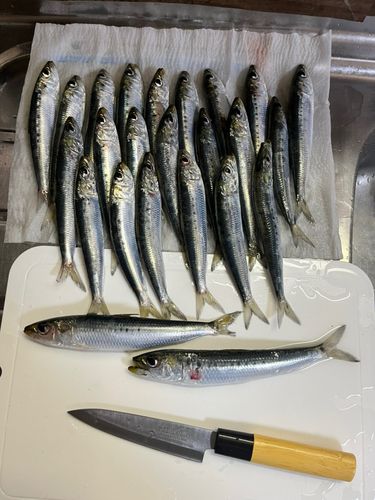 マイワシの釣果